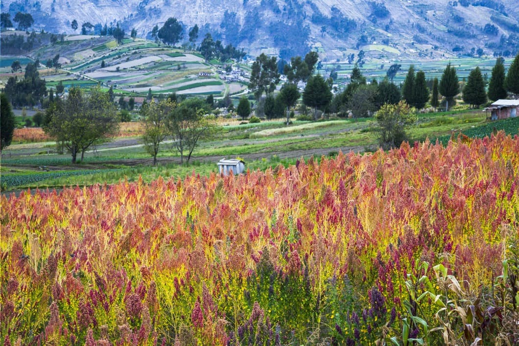 Riobamba