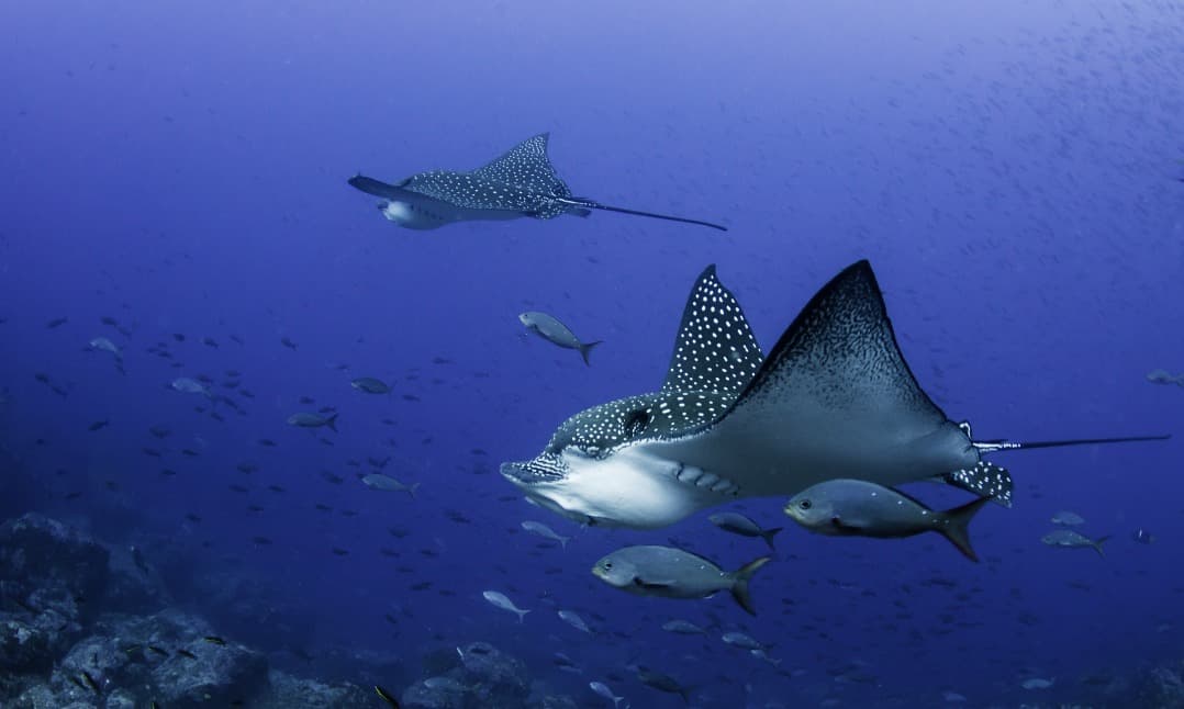 Un arrecife de coral virgen descubierto frente a las islas Galápagos
